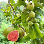 Imported Guava Seeds for Planting | High Germination Fruit Seeds Pack