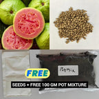 Imported Guava Seeds for Planting | High Germination Fruit Seeds Pack
