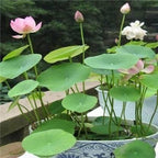 Lotus Plant Seeds (Pack of 40) | Premium Flower Seeds for Home Garden & Water Gardening