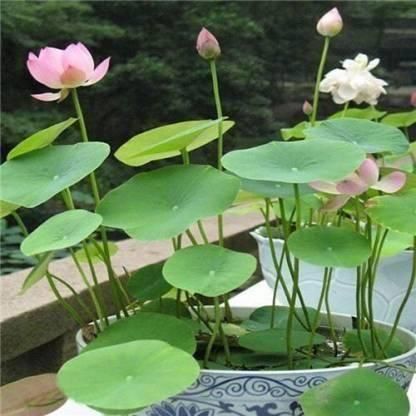 Lotus Plant Seeds (Pack of 40) | Premium Flower Seeds for Home Garden & Water Gardening