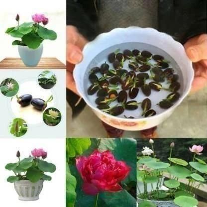 Lotus Plant Seeds (Pack of 40) | Premium Flower Seeds for Home Garden & Water Gardening