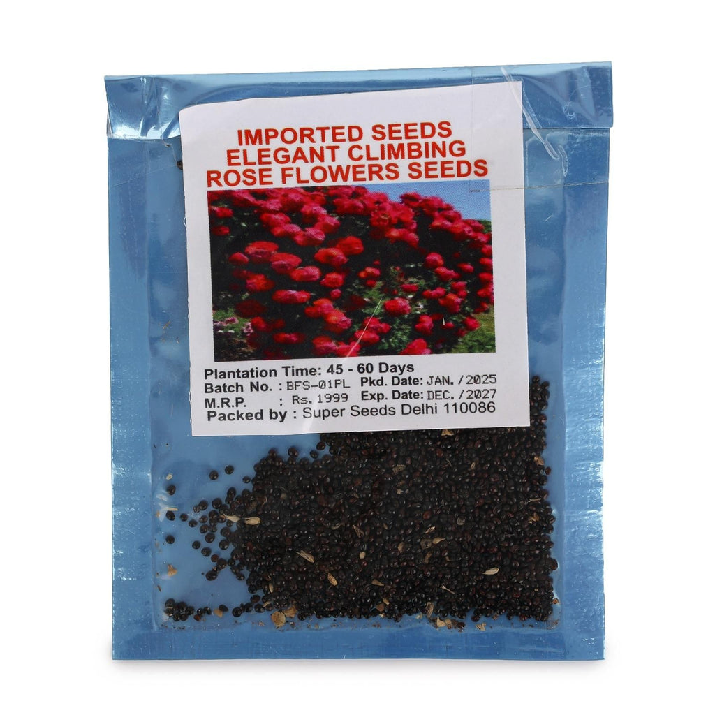 Climbing Rose Flower Seeds (60 Seeds) – Elegant Garden Rose Plant Seeds for Home Gardening