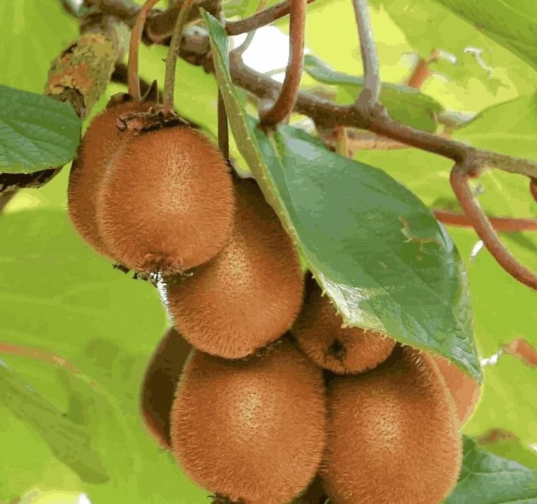 Kiwi Seeds for Home Planting – Juicy, Sweet & Sour Fruit Plant Seeds (100g Pack)