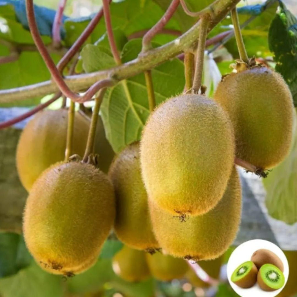 Kiwi Seeds for Home Planting – Juicy, Sweet & Sour Fruit Plant Seeds (100g Pack)