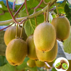Kiwi Seeds for Home Planting – Juicy, Sweet & Sour Fruit Plant Seeds (100g Pack)