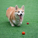 Pet Dog Chew Ball Toy – Durable Rubber Bouncy Ball for Aggressive Chewers, Fetch Training & Teeth Cleaning