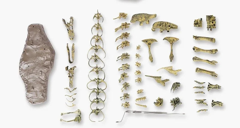 70cm DIY T-Rex Dinosaur Skeleton Model – Jurassic Fossil Assembly Ornament
