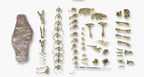 70cm DIY T-Rex Dinosaur Skeleton Model – Jurassic Fossil Assembly Ornament