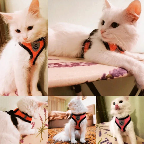 Adjustable Cat and Dog Harness Vest with Leash | Breathable Reflective Mesh Walking Harness for Small Medium Pets