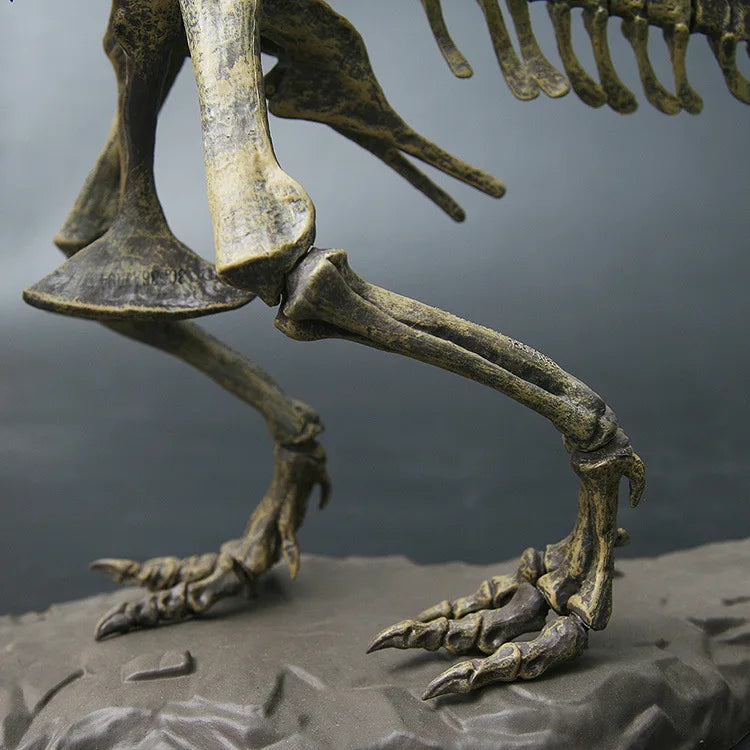 70cm DIY T-Rex Dinosaur Skeleton Model – Jurassic Fossil Assembly Ornament