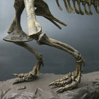 70cm DIY T-Rex Dinosaur Skeleton Model – Jurassic Fossil Assembly Ornament