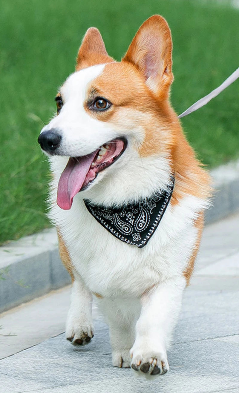 PU Leather Cat and Dog Collar with Scarf – Adjustable Puppy Collar for Chihuahua, Corgi, Cats and Small Medium Dogs