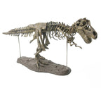 70cm DIY T-Rex Dinosaur Skeleton Model – Jurassic Fossil Assembly Ornament