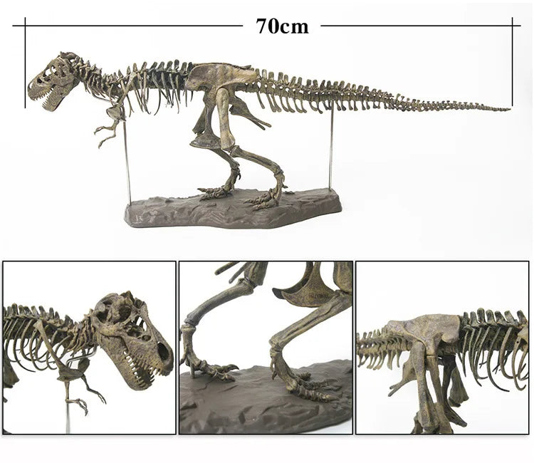 70cm DIY T-Rex Dinosaur Skeleton Model – Jurassic Fossil Assembly Ornament