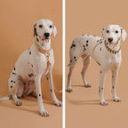 Handmade Fashion Dog Collar for Small Medium and Large Dogs – Colorful Reflective Pet Neck Collar