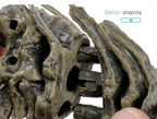 70cm DIY T-Rex Dinosaur Skeleton Model – Jurassic Fossil Assembly Ornament