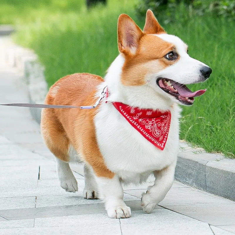 PU Leather Cat and Dog Collar with Scarf – Adjustable Puppy Collar for Chihuahua, Corgi, Cats and Small Medium Dogs