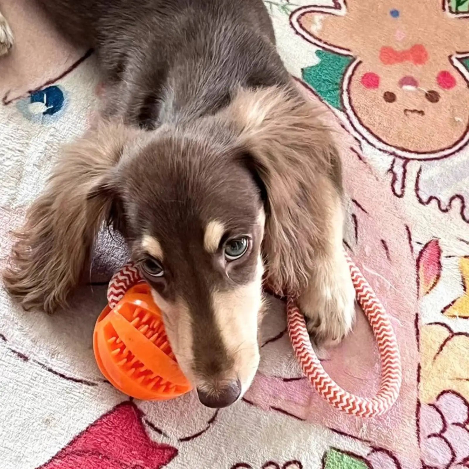 Interactive Cotton Rope Treat Ball Dog Toy – Bite Resistant Teeth Cleaning Training and Puzzle Feeding Toy